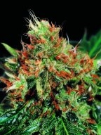 Sagarmatha Seeds Slyder regulérní semena