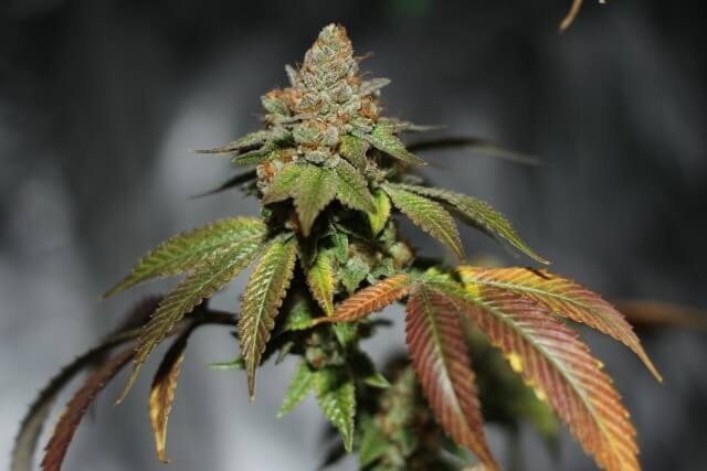 Karma Genetics Skullcap regulérní semena