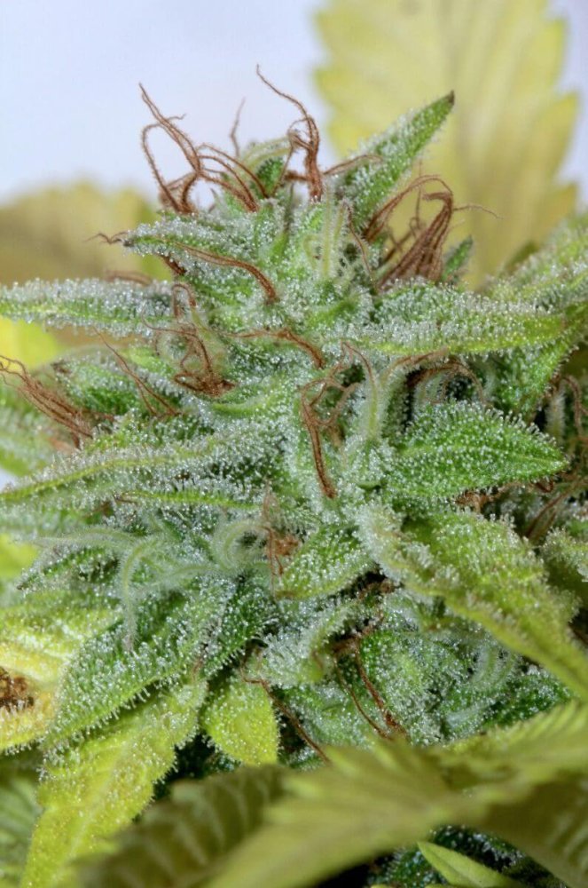 Mamiko Seeds Blueberry Cookies feminizovaná semena