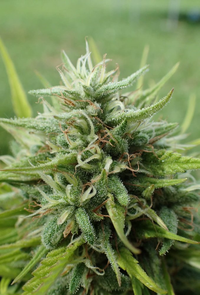 Super Strains Cookies Krush feminizovaná semena