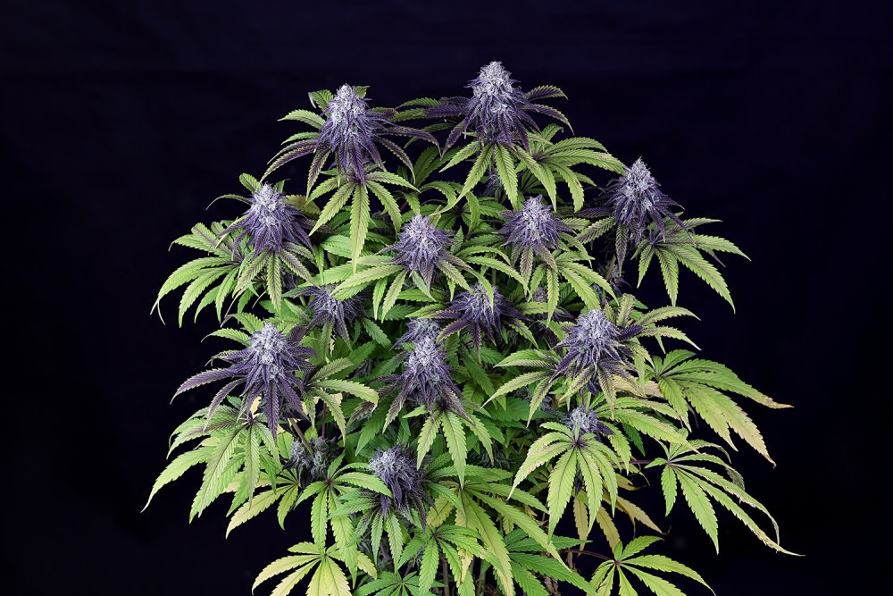 Seedsman Peyote Wi-Fi CBD 2:1 feminizovaná semena