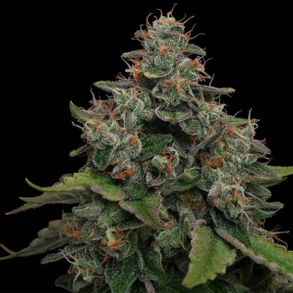 Karma Genetics Lemon Tini regulérní semena