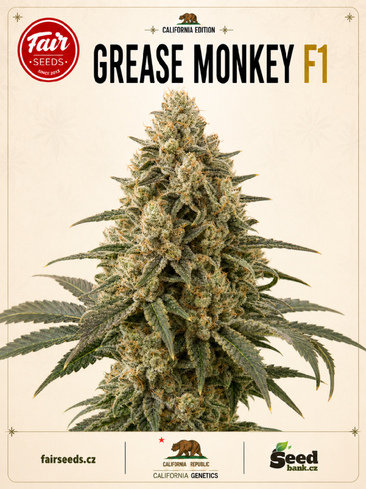 Fair Seeds Grease Monkey F1 feminizovaná semena