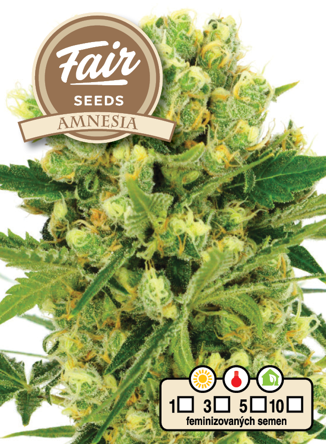 Fair Seeds Amnesia feminizovaná semena