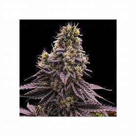 Ripper Seeds Zombie Bride feminizovaná semena