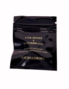 Jungle Boys Seeds Gatorbreath x Cochino regulérní semena