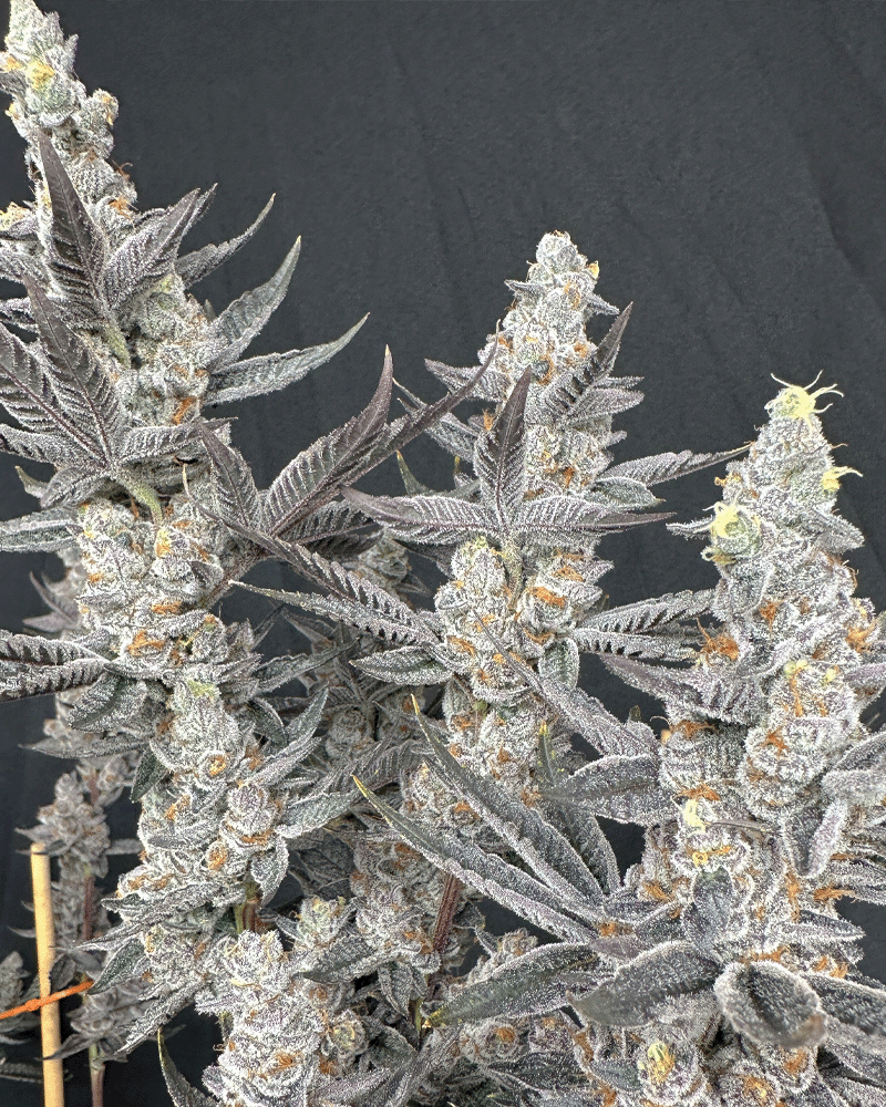 Solfire Gardens Diamond Daggers feminizovaná semena, 6 ks