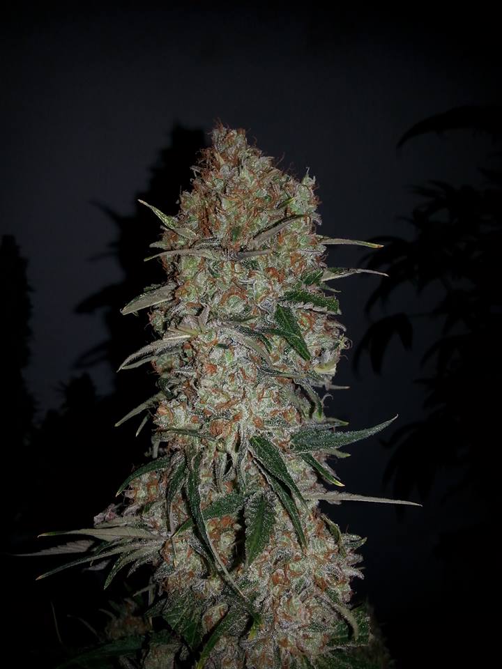 Ripper Seeds Black Valley feminizovaná semena