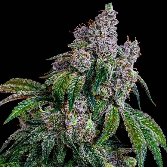 Ethos Genetics Shawty R1 feminizovaná semena