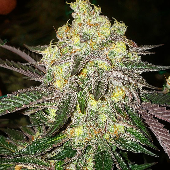 Ethos Genetics Candy Store Rbx feminizovaná semena