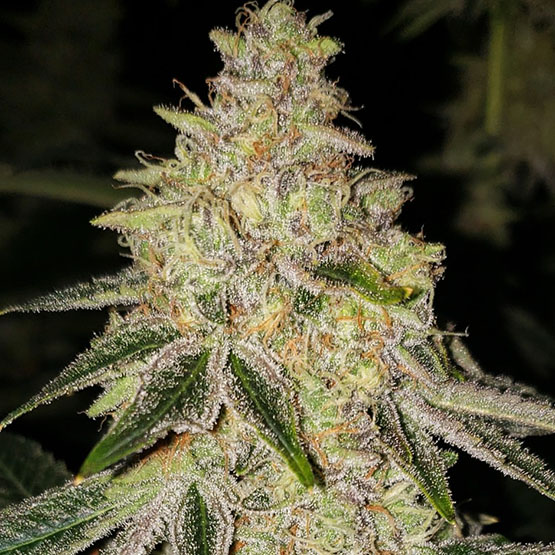Ethos Genetics Mac N Jack R1 feminizovaná semena