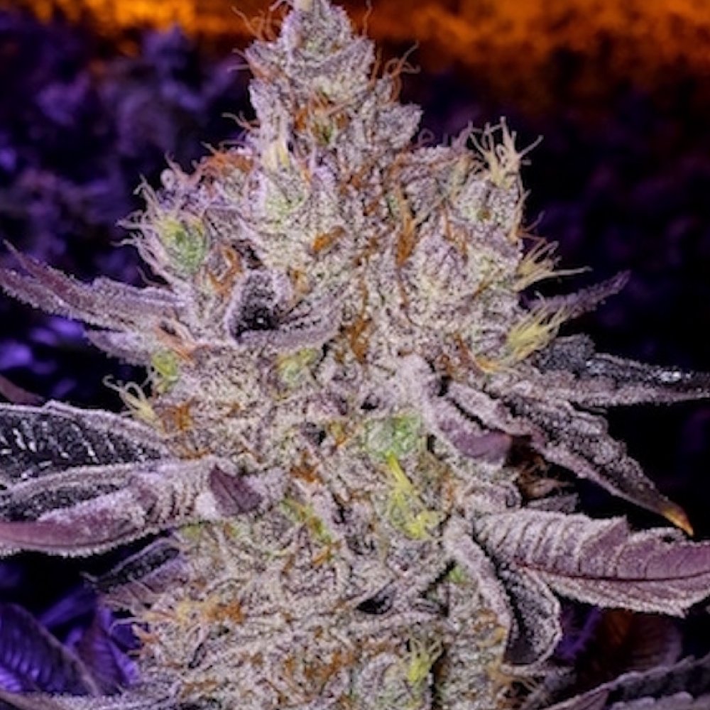 Ethos Genetics Ethos Apex F1 regulérní semena