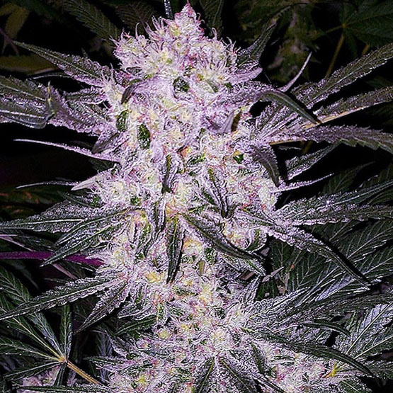 Ethos Genetics Lilac Cookies Bx2 regulérní semena