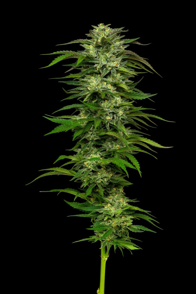Humboldt Seed Company Dream Queen regulérní semena