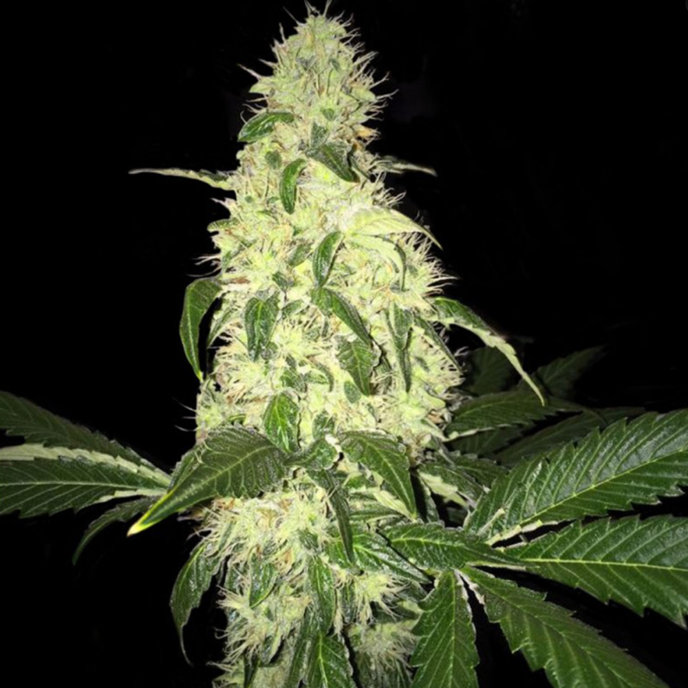 T.H. Seeds Afghaniberry limitovaná edice, regulérní semena