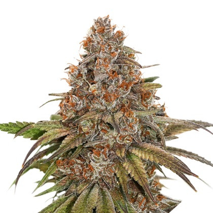 Blackberry Gum samonakvétací semena 5 ks Seedstockers