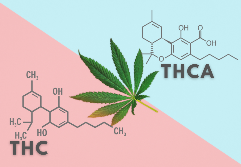 THC vs. THCA