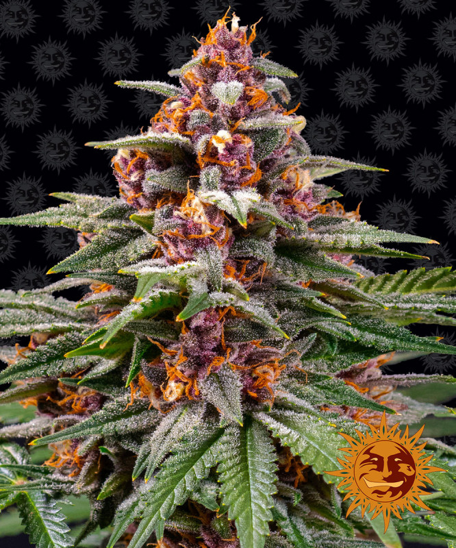Runtz Auto - autoflowering semená marihuany 3 ks Barney´s Farm