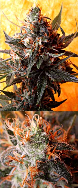 Delta 9 Labs Double Kush regulérní semena