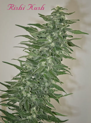 Mandala Seeds Rishi Kush regulérní semena