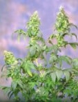 Sagarmatha Seeds Yumbolt feminizovaná semena