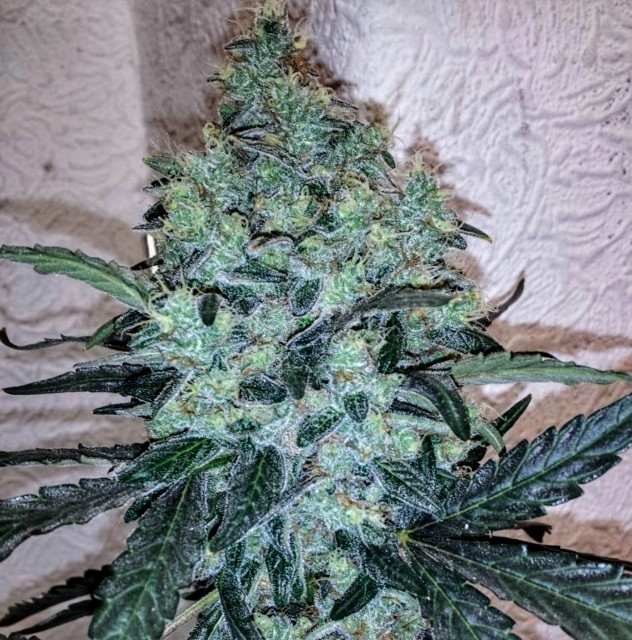 Holy Smoke Seeds Chem Toffees feminizovaná semena