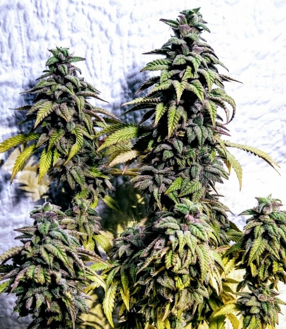 Holy Smoke Seeds OG Upsetter regulérní semena