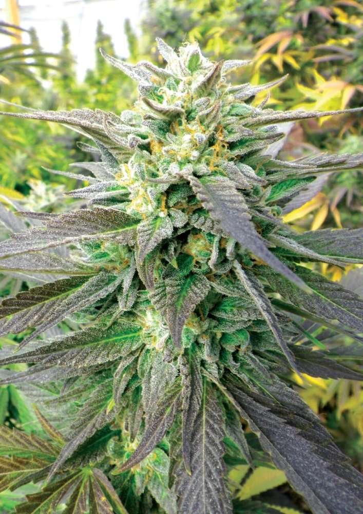 Emerald Triangle Blueberry Headband CBD regulérní semena