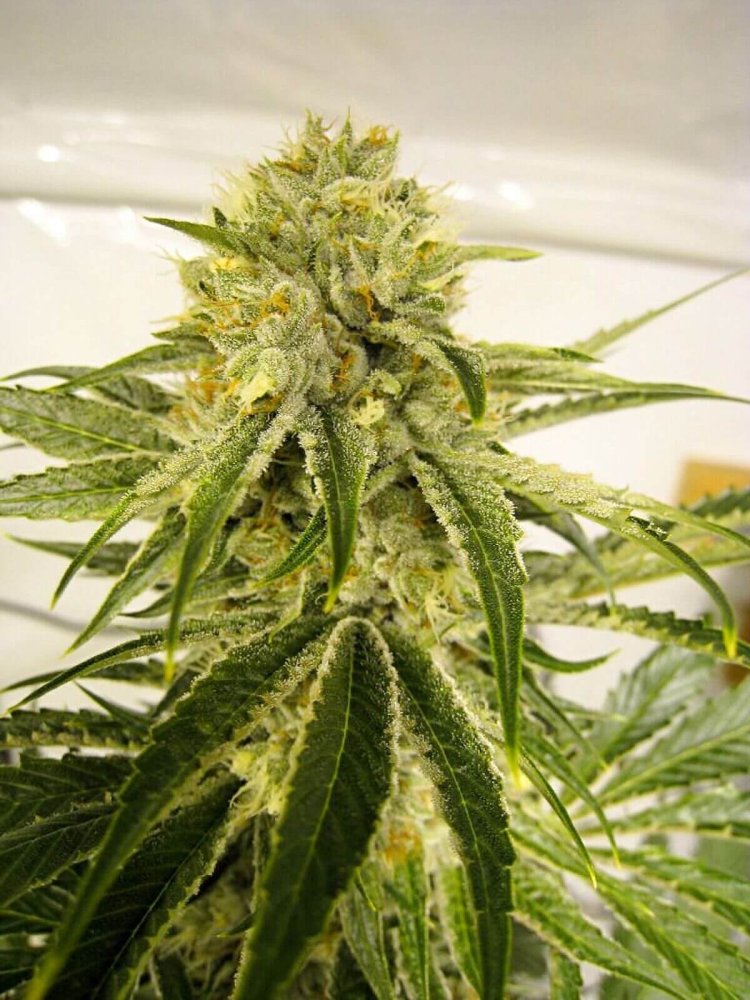 Karma Genetics White OG S1 feminizovaná semena