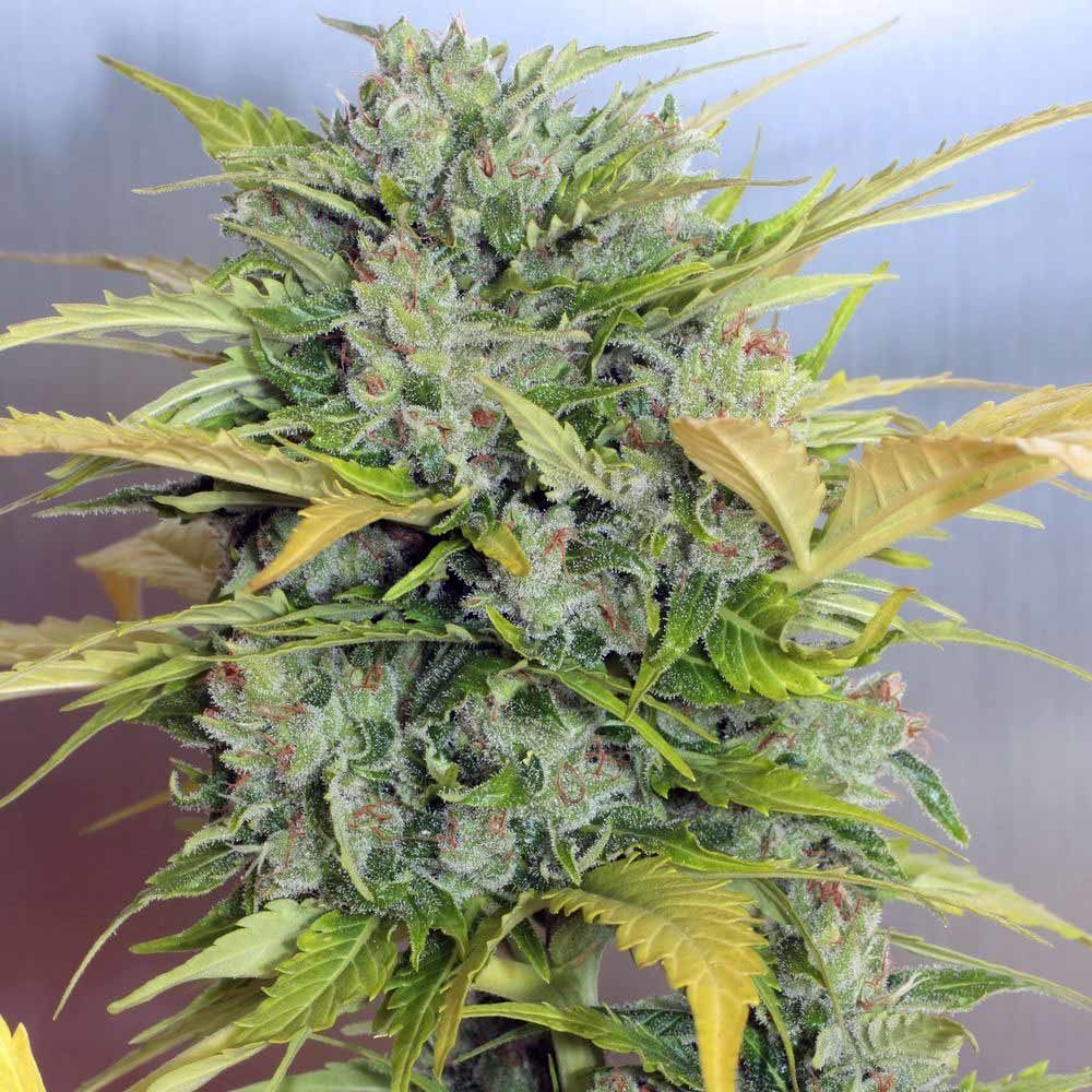 Serious Seeds AK 47 Auto feminizovaná semena
