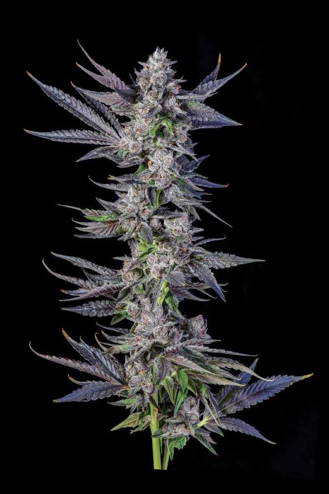 Paradise Seeds x Compound Genetics Runtz Carlton feminizovaná semena, 7 ks