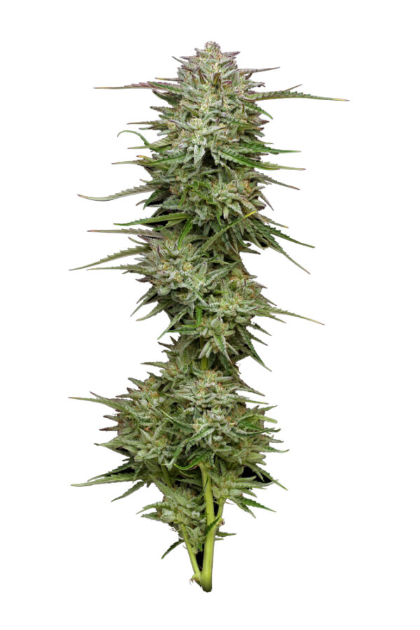 Humboldt Seed Company Pound Town Auto samonakvétací feminizovaná semena
