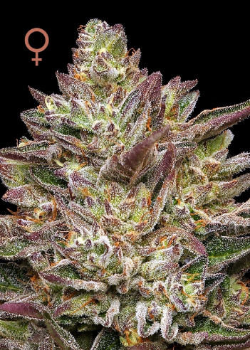 Humboldt Seed Company Guzzlerz feminizovaná semena
