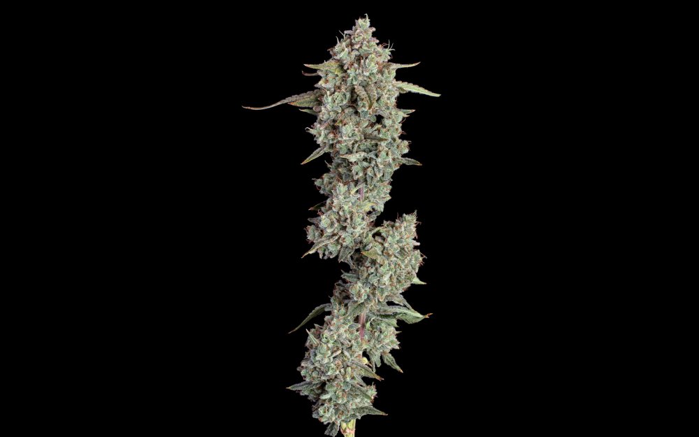 Happy Valley Everglades OG Auto autoflowering semena