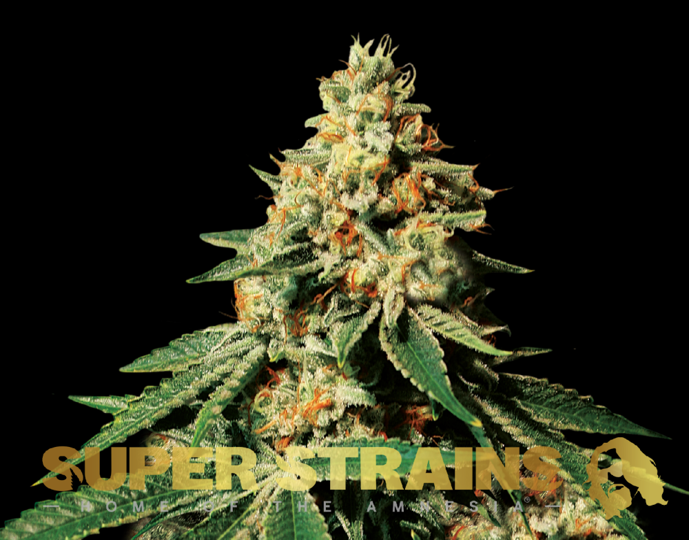 Super Strains Zkittlez feminizovaná semena
