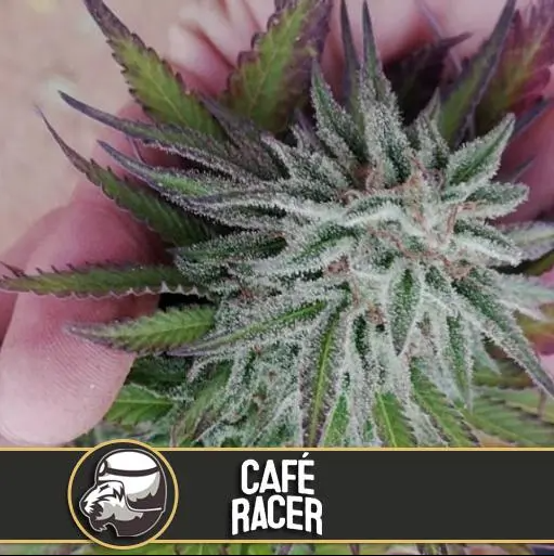 Blimburn Seeds Cafe Racer feminizovaná semena, 3 ks