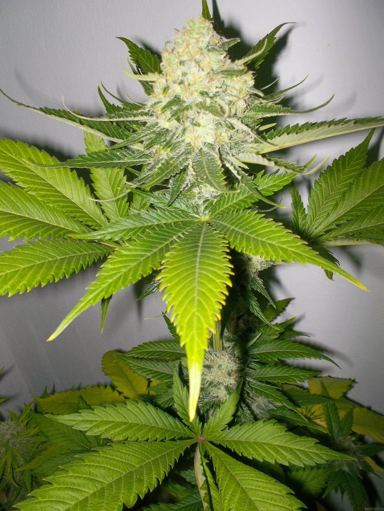 Atomical Haze - 10ks feminizovaná semínka Paradise Seeds