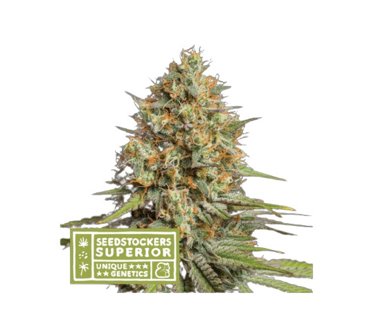 Triton Biscotto Lime Auto - autoflower semena konopí 5 ks, Seestockers