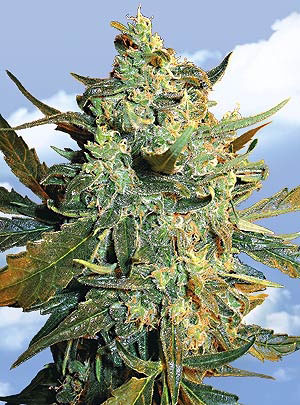 Flying Dutchmen Power Skunk feminizovaná semena