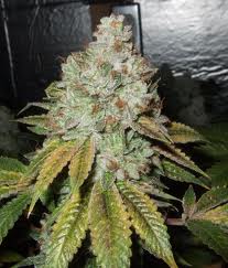 Cali Connection Larry OG Kush feminizovaná semena