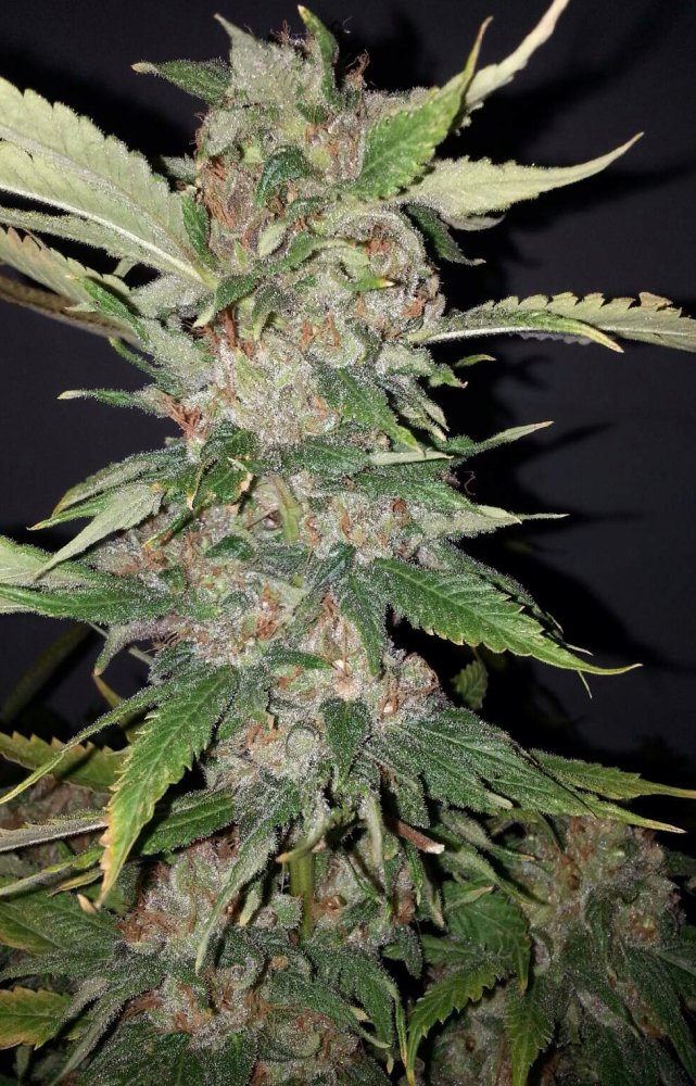 Cali Connection Purple Crack feminizovaná semena