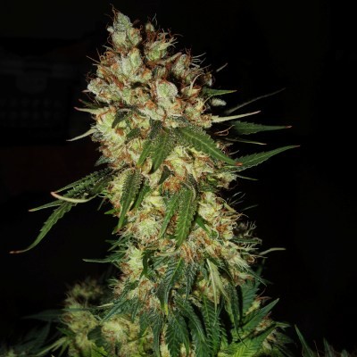 Emerald Triangle G13 x Blueberry Headband feminizovaná semena