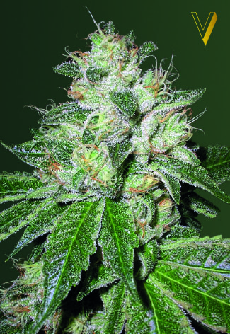 Victory Seeds OG Kush Auto samonakvétací semena
