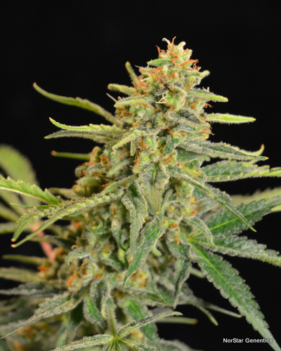 Norstar Genetics Golden Child regulérní semena