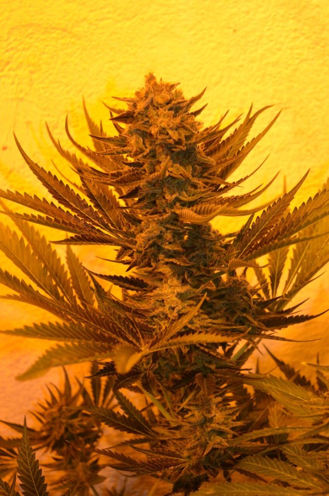 Emerald Triangle Critical 707 CBD feminizovaná semena