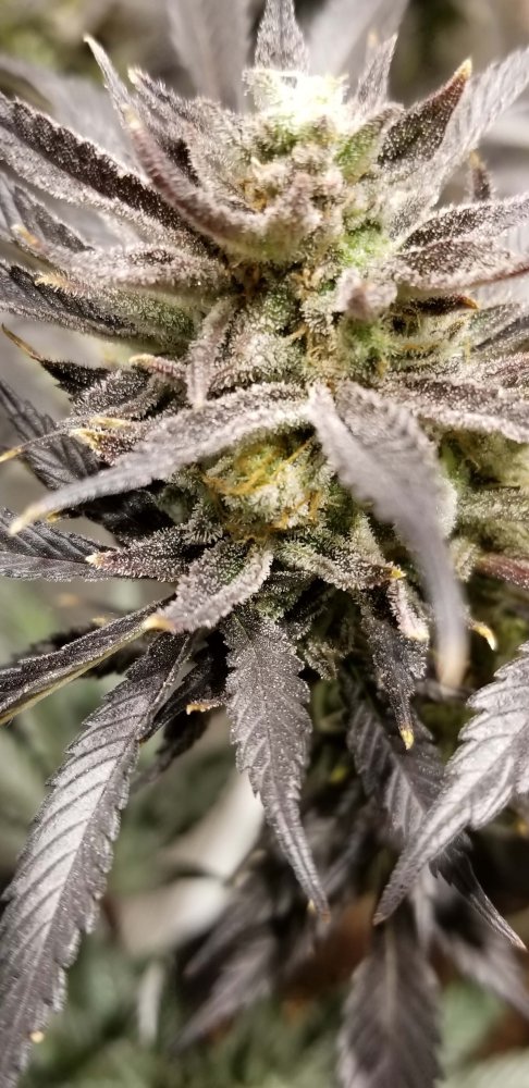 Subcool Seeds Zinger regulérní semena