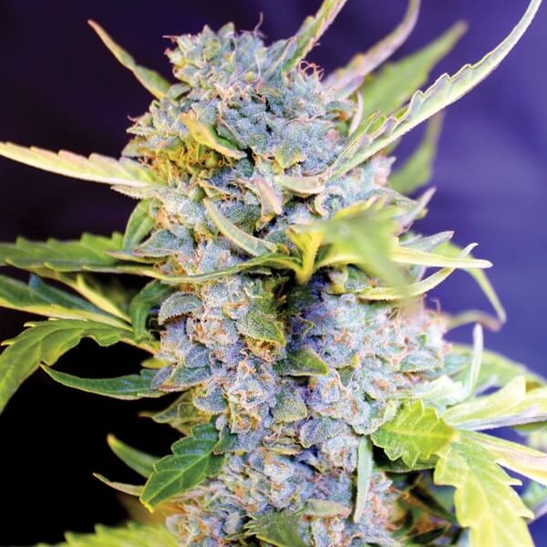 G13 Labs Fro-Yo Auto feminizovaná semena