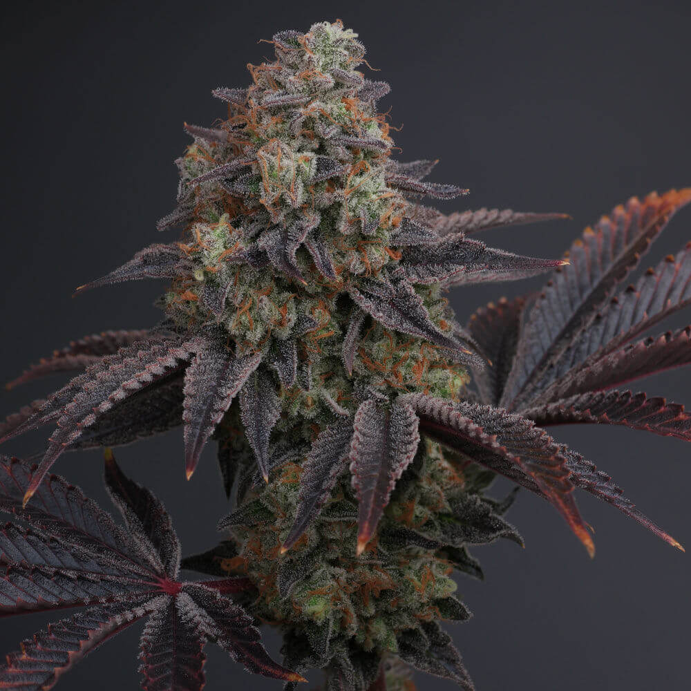 Karma Genetics Zowahh regulérní semena