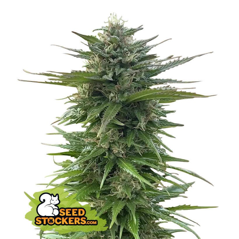 Seedstockers CBG Zerodue feminizovaná semena, 25 ks