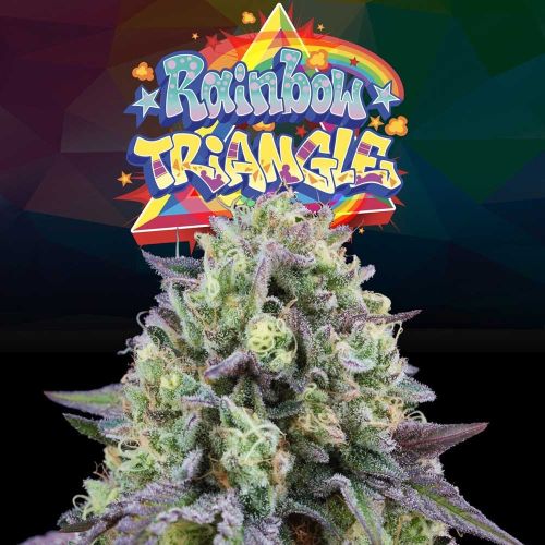 Perfect Tree Seeds Rainbow Triangle feminizovaná semena